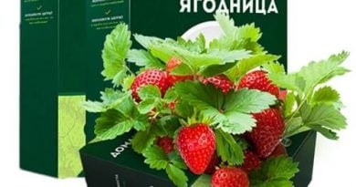 Домашняя ягодница